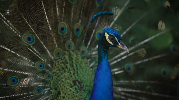 Maravilloso Pavo Real Con Cuello Plumaje Brillante — Vídeos de Stock