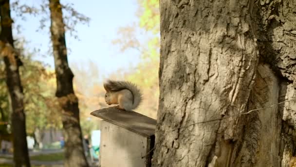 Ardilla Roja Árbol Comiendo Nueces Semillas Uno — Vídeos de Stock