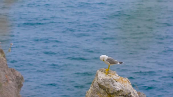 Γλάρος Στέκεται Ένα Βράχο Δίπλα Στη Θάλασσα — Αρχείο Βίντεο