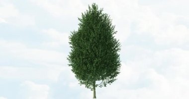 Çam ağacı 4k videosu