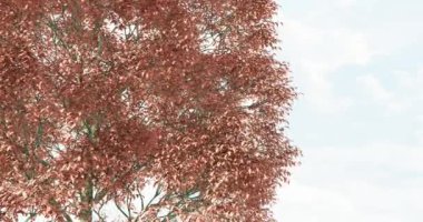 Kırmızı meşe ağacı 4k 2