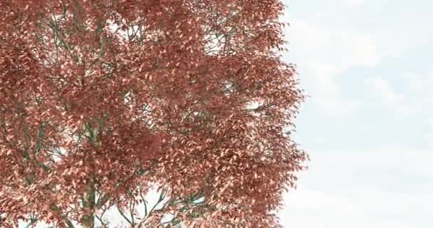 Red Oak Tree — Stock Video