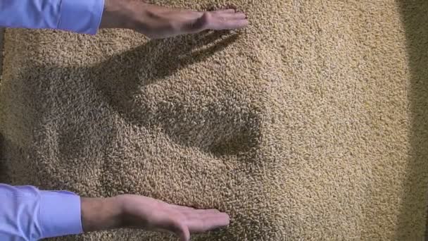小麦粒を手にした農民の手の収穫 — ストック動画