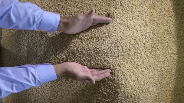 Récolte Des Agriculteurs Mains Tenant Des Grains Blé — Video