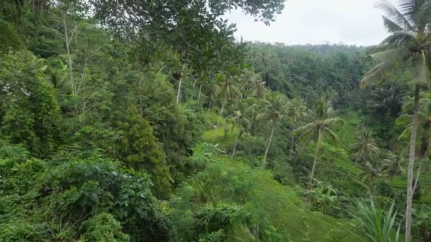 Densely Overgrown Green Jungle Lots Tall Palm — Stock Video