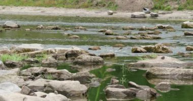 Peyzaj taşlar ve sazlık 4k Nehri'nin
