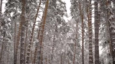 Karlı bir orman manzarası