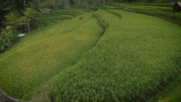 Plantación Verde Campo Arroz Vista Con Pequeño — Vídeos de Stock