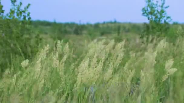 風に緑の麦畑 — ストック動画