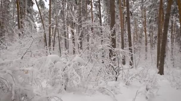 美丽的雪景覆盖着赤身裸体 — 图库视频影像