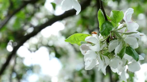 Fiore Melo Luminoso Bianco Illuminato Raggio Luminoso Del Sole Primaverile — Video Stock