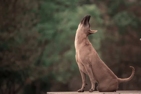 Köpek uluyor ve çılgınca havlıyor..