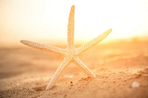 Kumdaki Denizyıldızına yakın çekim
