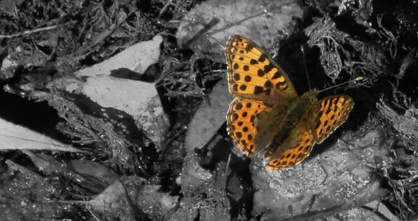 黑白相间的彩色蝴蝶 — 图库照片