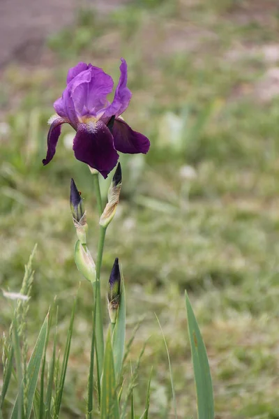 Flor Del Iris Prado — Foto de Stock