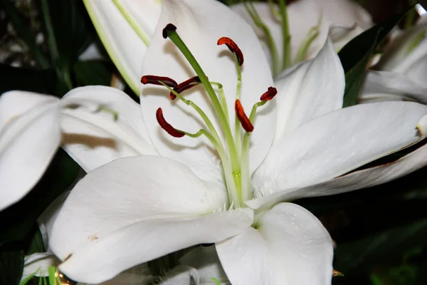 Lily Flower Stamen Stamen — 스톡 사진