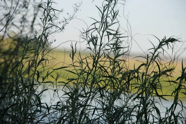 Vysoká tráva u řeky — Stock fotografie