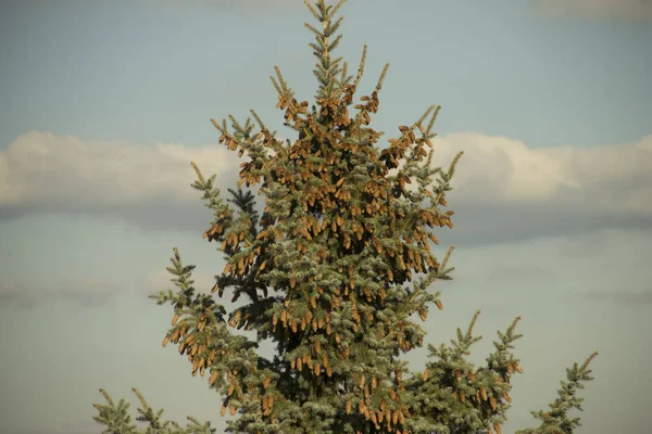 Christmas Tree Cones Background Blue Sky — Stock Photo, Image