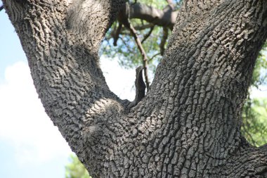 Parktaki Starok Ağacı Livadia Kırım