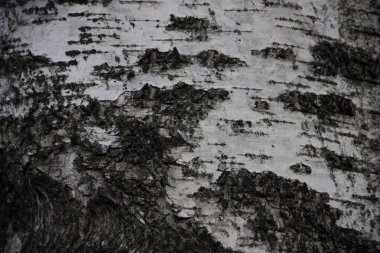 Arkaplan dokusu huş ağacı kabuğu