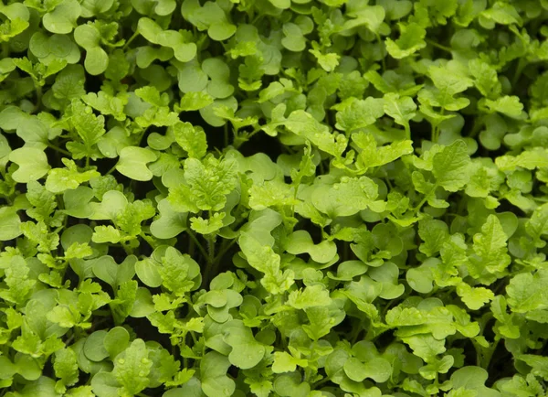 Groene Gras Mosterd Achtergrond Textuur — Stockfoto