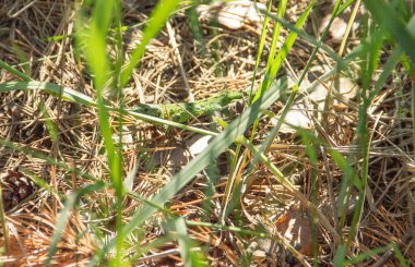 Yeşil çimen üzerinde yeşil küçük kertenkele