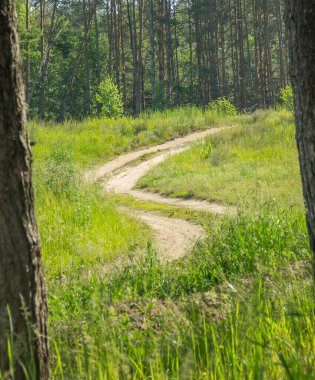 Toprak yol kum ormanı ağaçları yaz mevsimi