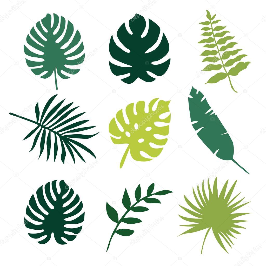 Tropical leaves - exotic tree leaves icons set. Isolated vector illustration.