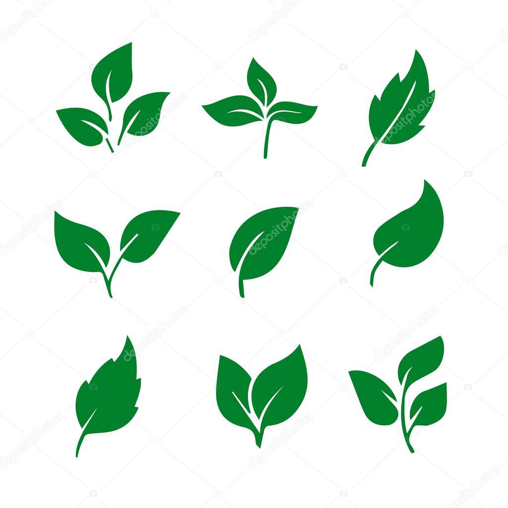 Leaf green color set, decoration element design. Leaf vector illustration isolated on white background. Natural spring decoration.