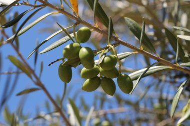 Akdeniz meyvesi. Ağaçta zeytin var. Meyveli zeytin ağacı,. 