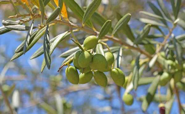 Frutta Mediterranea Olive Sull Albero Ulivo Fruttuoso — Foto Stock