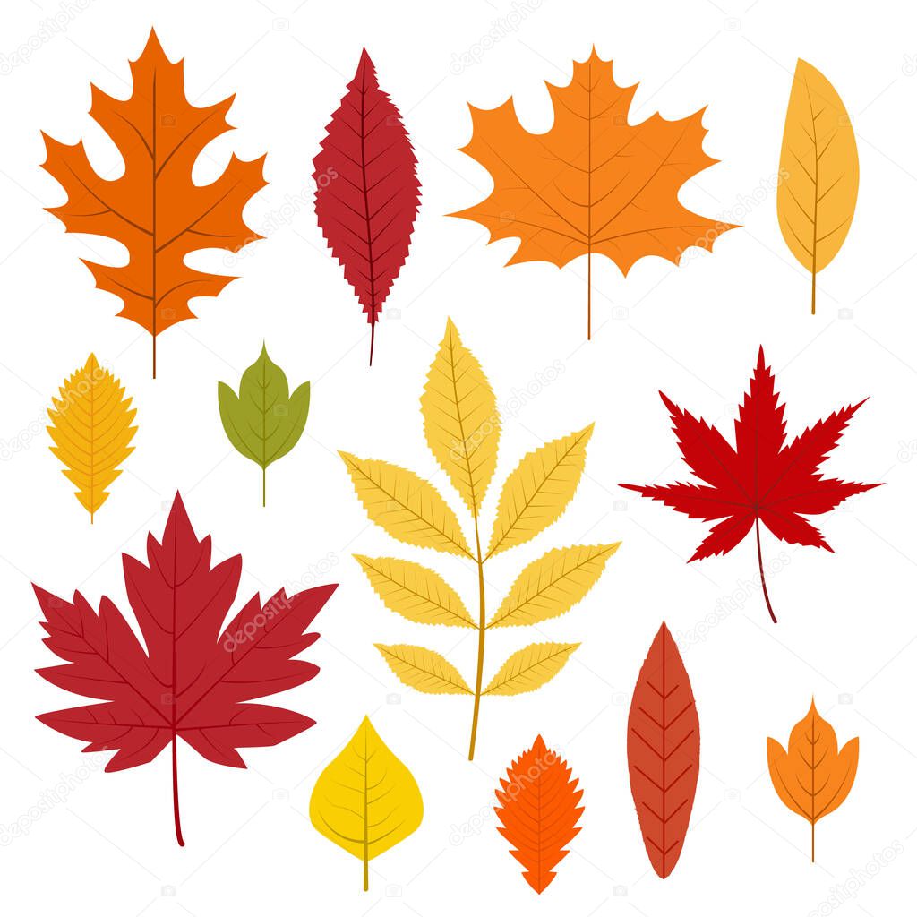 Autumn leaves collection. Colorful leafs in cartoon style. Isolated vector illustration on white background.