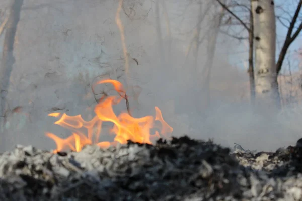 Burning land. Fire and ashes in the forest.