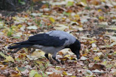 Moskova Parkı 'ndaki karga. Sep 2019