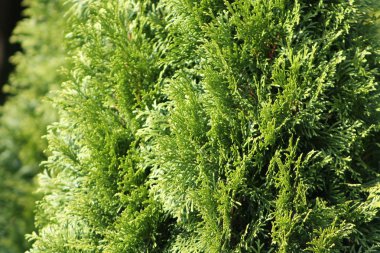 Evergreen Ağacı, Eylül 2019