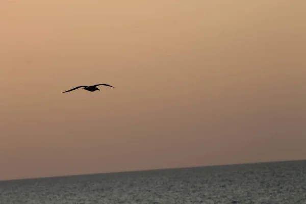 Seagull Sunset Sky — Stock Photo, Image