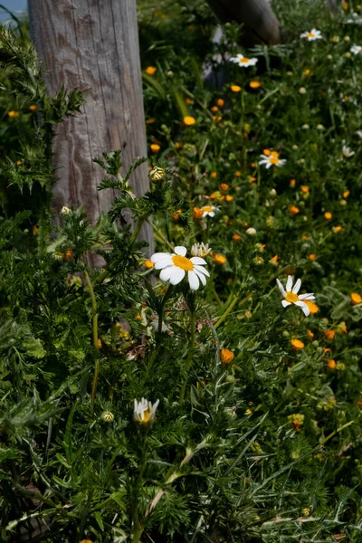 Daisy, İtalya 'da bahar mevsimi, yeşil renk.