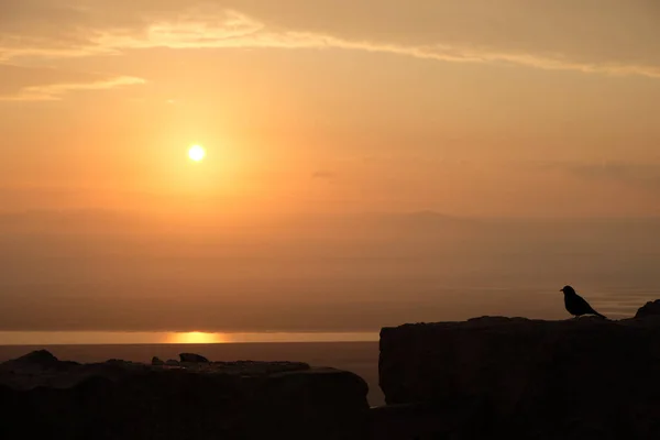 Gündoğumunda İsrail 'deki Masada tarihi bölgesinde kuş