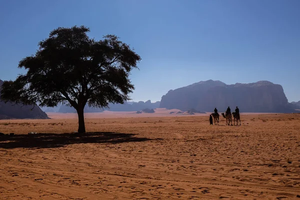 Wadi Rum Çölünde manzara, ağaç ve develer