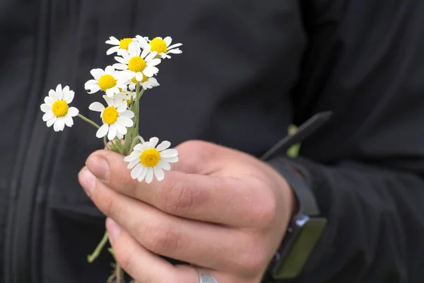 男性の手は花束を持っています 手の中のデイジー 最初のデートだ ロマンチックな気分 — ストック写真