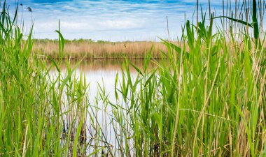 Bulutlu bir gökyüzüne karşı nehir kıyısında yeşil bulut. Balıkçının yeri..