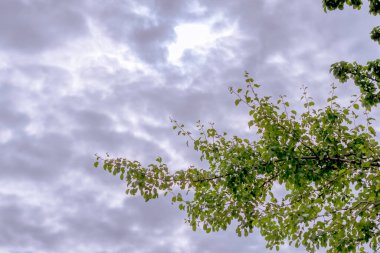 Bulutlu gökyüzünün arkaplanındaki ağaç dalı.