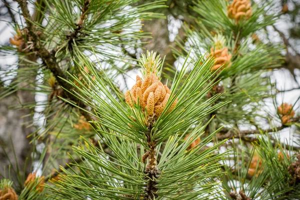 Green Pine Branch Close Rest Pine Forest — Stock Photo, Image