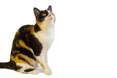 Üç renkli kedi beyaz arka plana bakar, izole eder.
