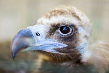 Aç Akbaba av bekliyor. Kara Akbaba.