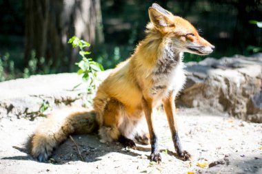 Güneşte güneşlenen tilki