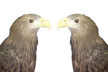İki kartal birbirlerine bakıyorlar. İzole et.