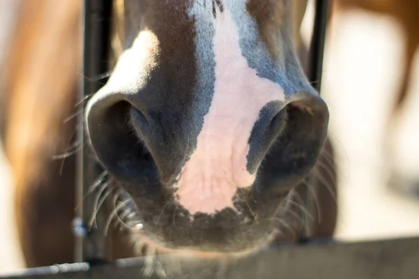 Close-up of a red horse\'s nose