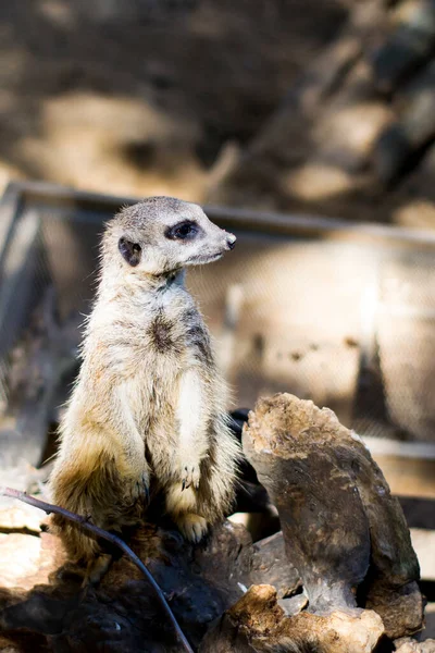 Porträt Eines Erdmännchens Das Wache Hält — Stockfoto