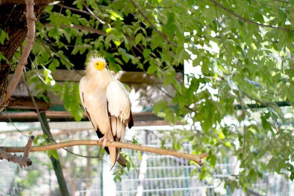 Een Gier Zit Een Boom Een Hongerige Vogel Spoort Prooi — Stockfoto